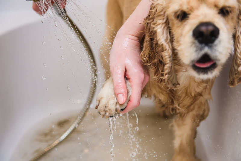 Dog Baths & Your Plumbing - Plumbing Paramedics - Expert Plumbers in Calgary